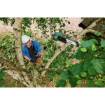 Cordless Pruner  UniversalChainPole 18,  incl. charger, rechargeable battery, knife cover