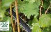 UniversalHedgeCut 50 hedge trimmer 480W