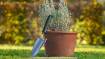 Plant shovel 80 mm