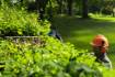 GHE18V-50FP cordless hedge trimmer 50cm (without battery and charger)