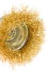 Cup wire brush 50 mm, crimped wire, brass-plated, with 6 mm shank