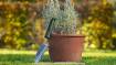 Flower scoop 85 mm
