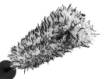 Soft rim brush